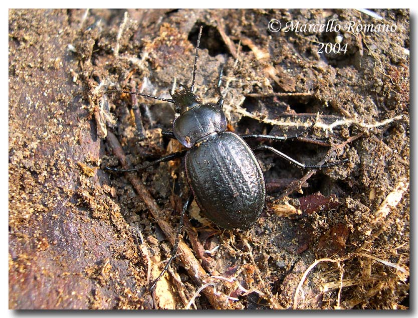 Carabus famini, prezioso endemismo siciliano